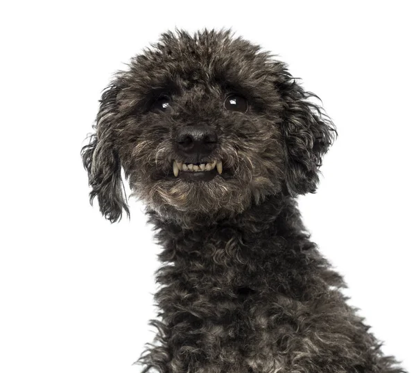 Close-up de um Poodle agressivo mostrando dentes, isolado em branco — Fotografia de Stock