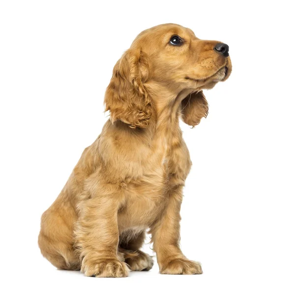 Cocker puppy sitting, looking up, isolated on white — Stock Photo, Image