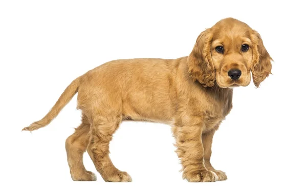 Side view of a Cocker puppy standing, looking at the camera, iso — Stock Photo, Image