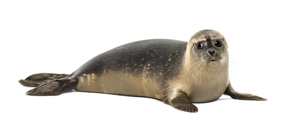 Common seal lying, looking away, Phoca vitulina, 8 months old, i — Stock Photo, Image