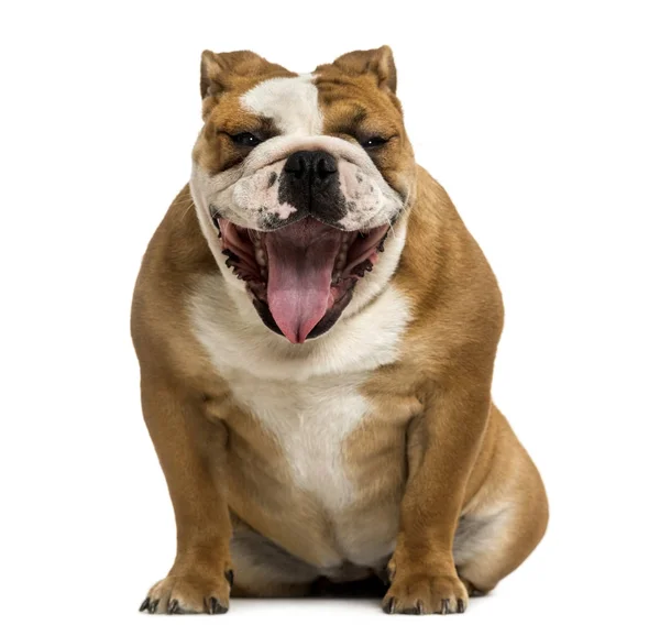 Front view of a English Bulldog yawning, 1 year old, isolated on — Stock Photo, Image