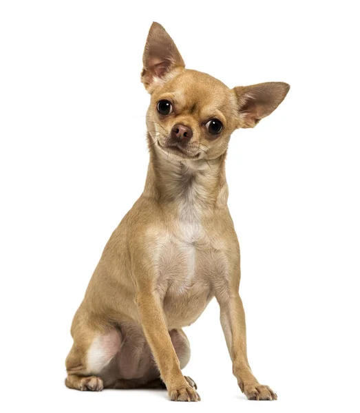 Chihuahua assis, regardant la caméra, 1,5 ans, isolé — Photo