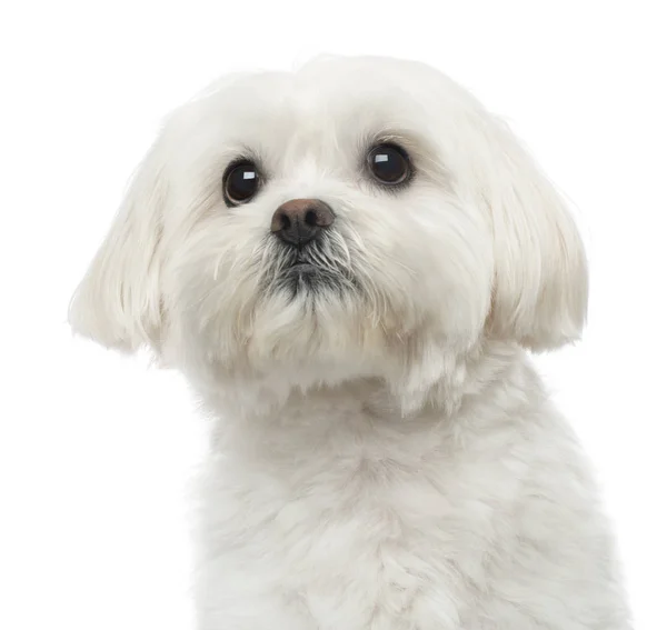 Close-up de um cão maltês, olhando para cima, 3 anos, isolado em — Fotografia de Stock