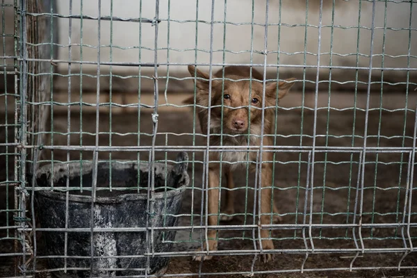 Заброшенная собака в клетке — стоковое фото