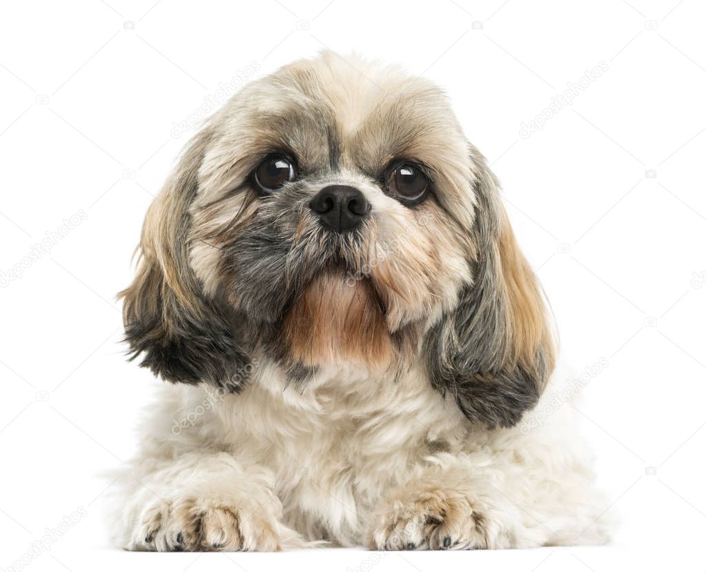 Front view of a Shih Tzu lying down, isolated on white