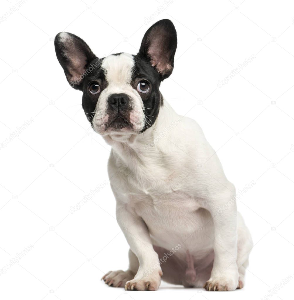 French bulldog puppy sitting, looking intimidated, 4 months old,