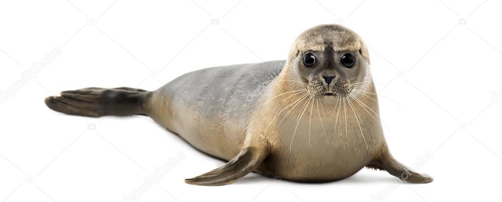 Common seal lying, looking at the camera, Phoca vitulina, 8 mont