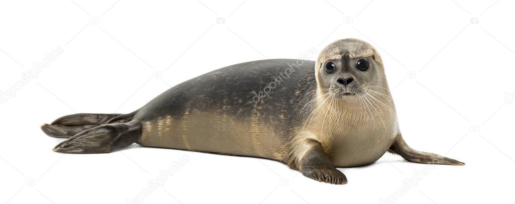 Common seal lying, looking at the camera, Phoca vitulina, 8 mont