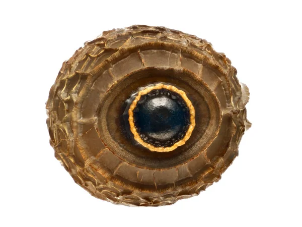 Αυγό από έντομο ραβδί - Lopaphus sp. Cuc Phuong, απομονωμένες της Πεντηκοστής — Φωτογραφία Αρχείου
