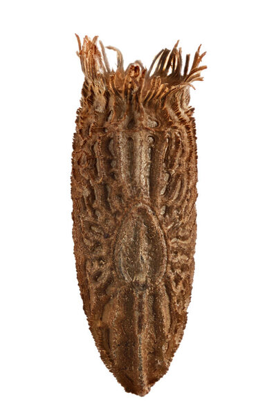 Egg of Tessellated Spiny Flying Stick - Diesbachia tamyris, isol