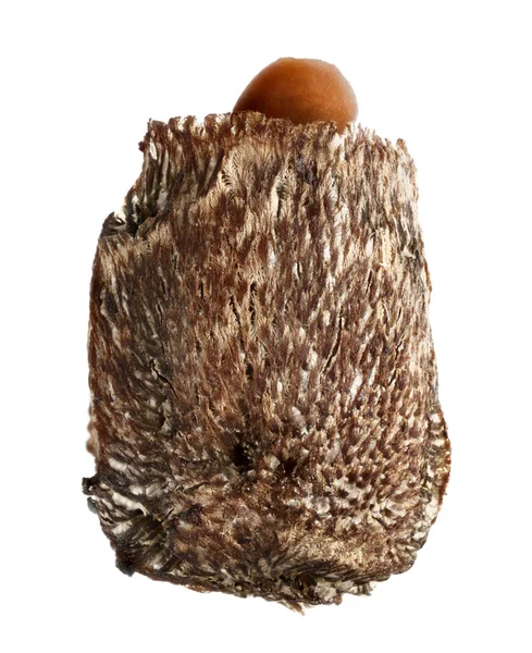 Goliáš pakobylka - Eurycnema Goliáš, izolované na bílém — Stock fotografie