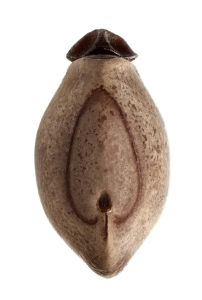 Яйца палочного насекомого - Phobaeticus magnus (maximus), выделенные на — стоковое фото