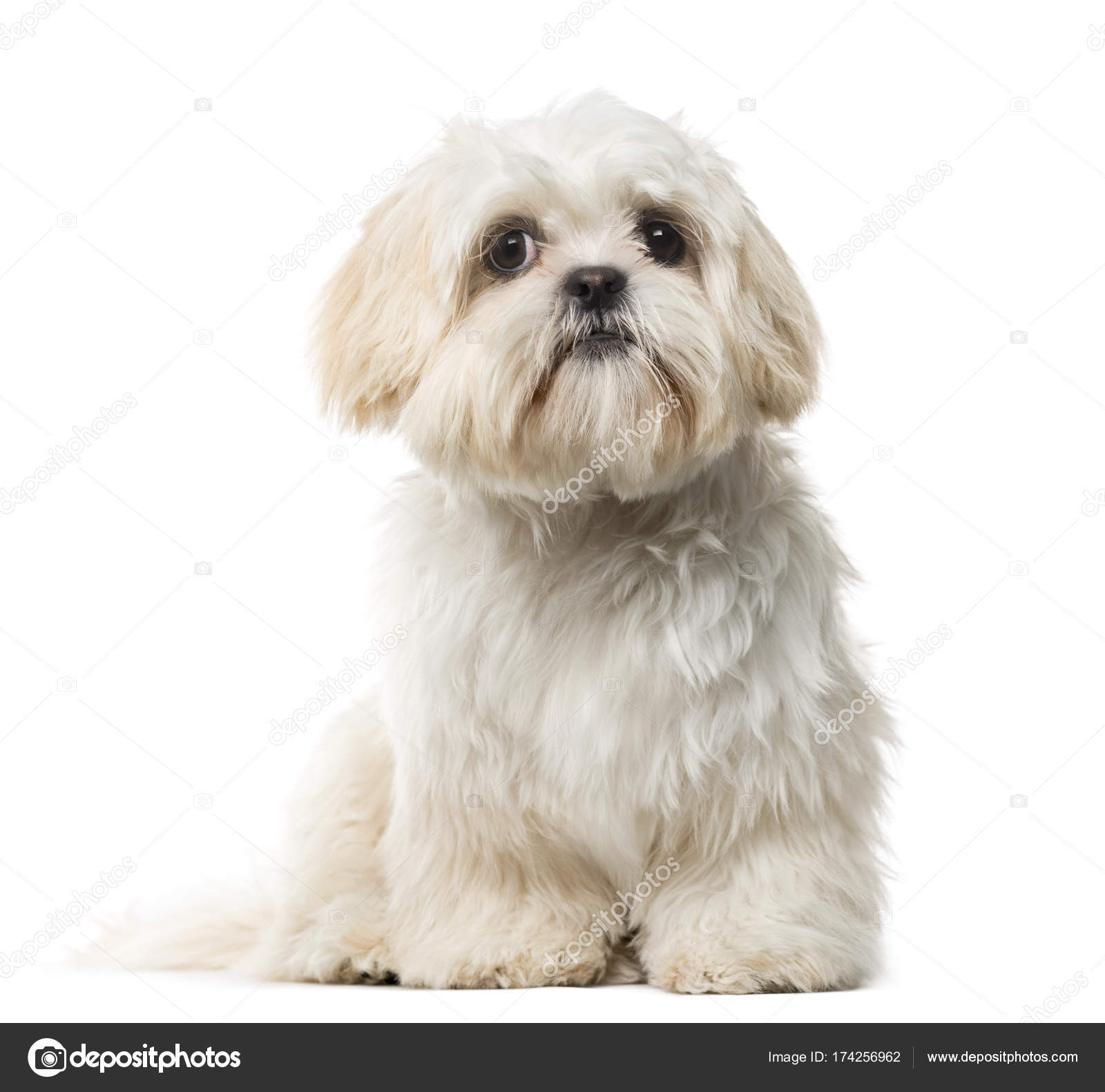 Shih tzu 6 best sale months