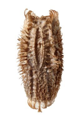 Yumurta yaprak üzerinde beyaz izole böcek - Phyllium philippinicum,
