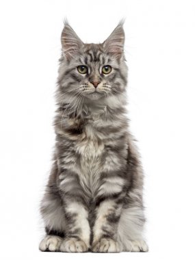 Gurur Maine Coon (2 yaşında)