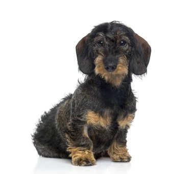 Dachshund Köpek (6 aylık)