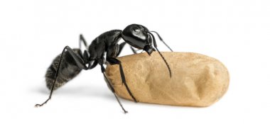 Carpenter ant, Camponotus vagus, carrying an egg clipart