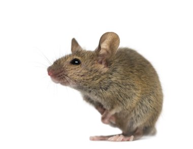 Ahşap mouse beyaz arka plan önünde