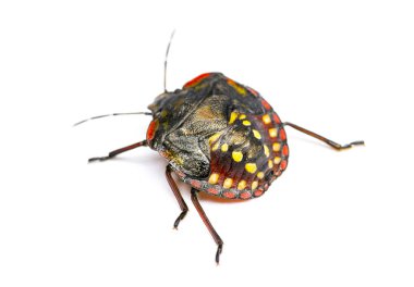 Güney yeşil pis böcek, Nezara viridula