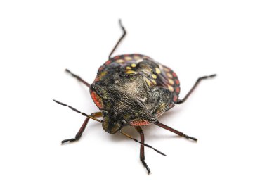 Güney yeşil pis böcek, Nezara viridula