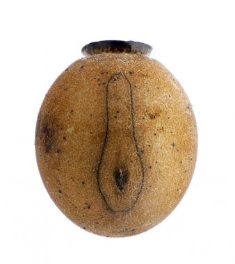 Egg of stick insect - Lopaphus sphalerus 3.1 mm clipart
