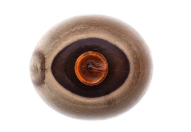 Böcek sopa - Tirachoidea (Pharnacia) pazı yumurta 4.8 mm