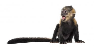 Baby Francois Langur (4 months) screaming clipart