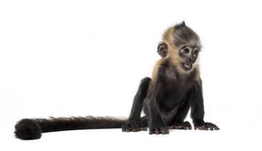 Francois Langur (4 ay bebek)