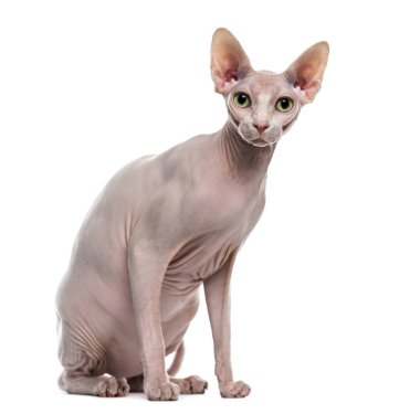 Beyaz izole Sphynx