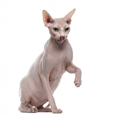 İzole üzerinde beyaz pawing Sphynx