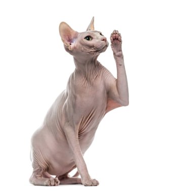 İzole üzerinde beyaz pawing Sphynx