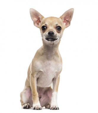 Chihuahua köpek yavrusu (4 aylık)