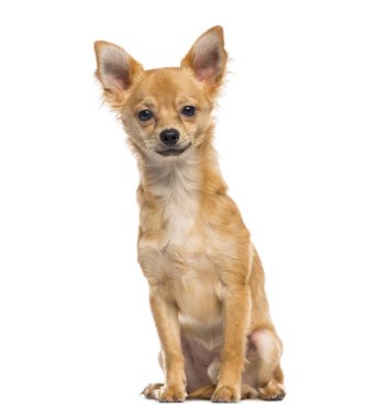 Chihuahua köpek yavrusu (6 aylık)