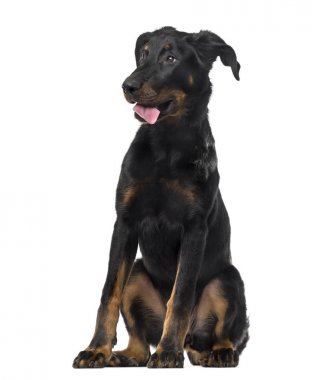 Beyaz arka plan önünde Beauceron (4 aylık)