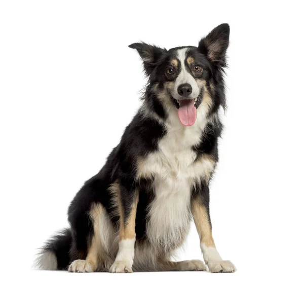 Border Collie sitting in front of a white background — Stock Photo, Image