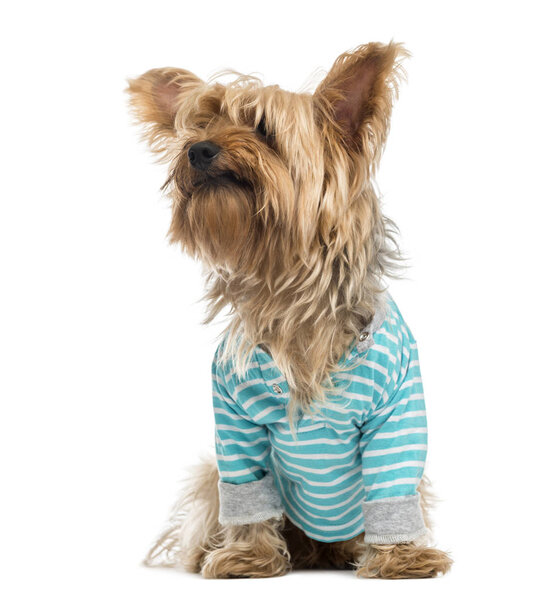 Yorkshire Terrier wearing a striped bleu shirt (2 years old)