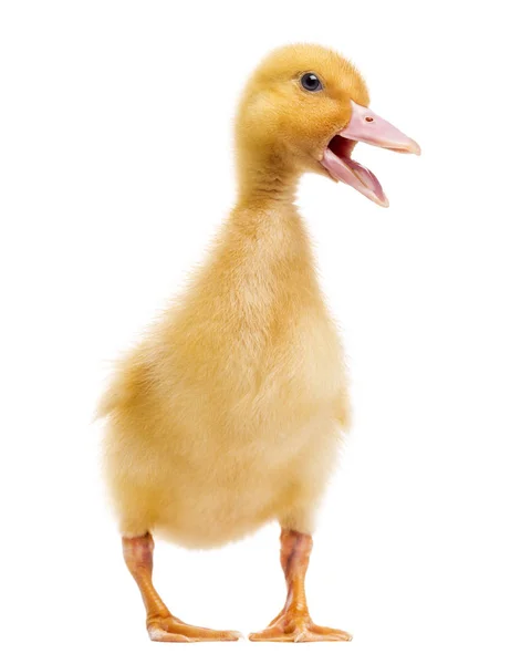 Ankungen (7 dagar gamla) quacking, isolerade på vit — Stockfoto