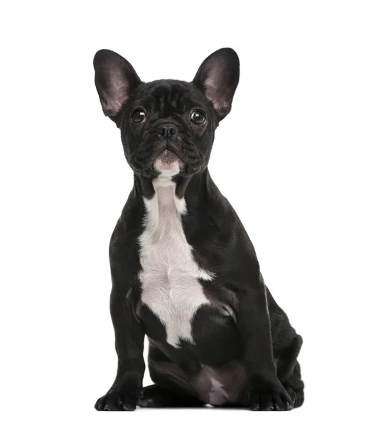 Fransk Bulldog valp (3 månader gammal) — Stockfoto