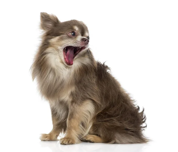 Chihuahua (5 years old) — Stock Photo, Image
