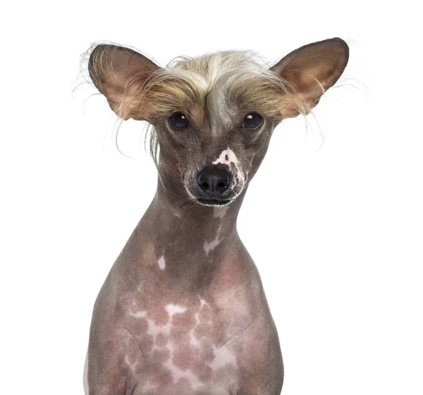 无毛的中国冠毛的犬 — 图库照片