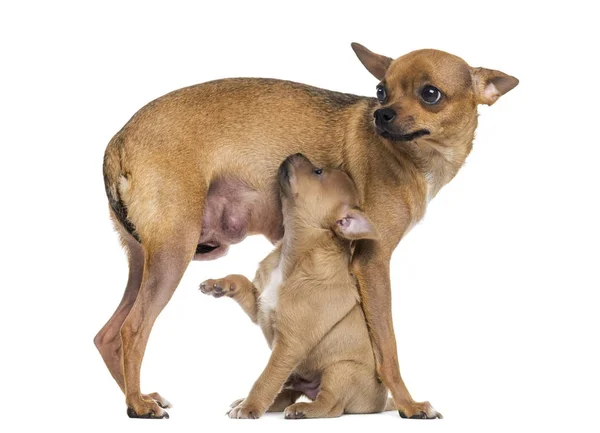 Mother and baby chihuahua — Stock Photo, Image