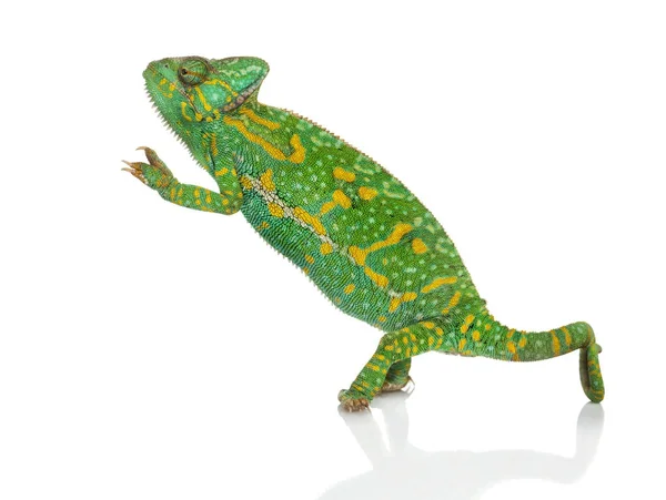 Yemen chameleon on hind legs - Chamaeleo calyptratus - isolated — Stock Photo, Image