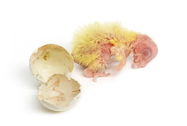 Cockatiel next to the egg from which he hatched out, 1 day old, — Stock Photo, Image