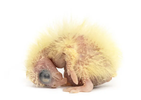 Γκόμενα cockatiel - o hollandicus (2 ημερών), απομονωμένες Nymphicus — Φωτογραφία Αρχείου