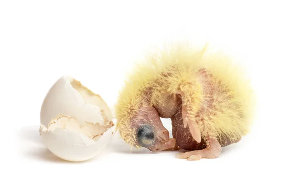 Nymphensittich neben dem Ei, aus dem er ausgebrütet ist, 2 Tage alt, — Stockfoto
