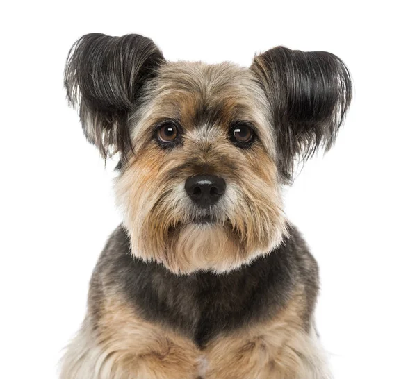 Close-up of a Crossbreed  (10 years old) — Stock Photo, Image