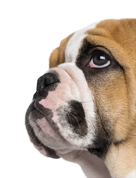 Angol bulldog kiskutya (3 hónapos) — Stock Fotó
