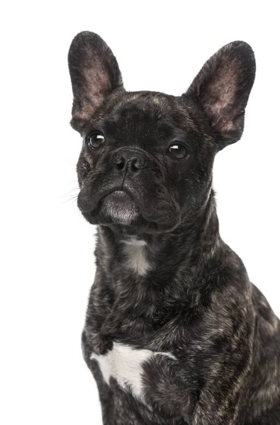 Bulldog francés cachorro (5 meses de edad ) —  Fotos de Stock