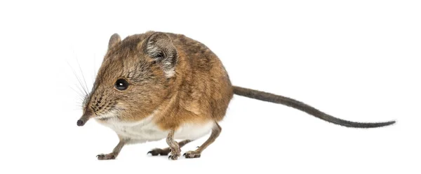 Elephant shrew - rypáčku proboscideus - izolované na whitre — Stock fotografie