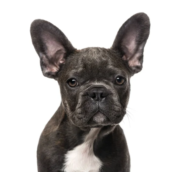 Franse bulldog pup (5 maanden oud) — Stockfoto
